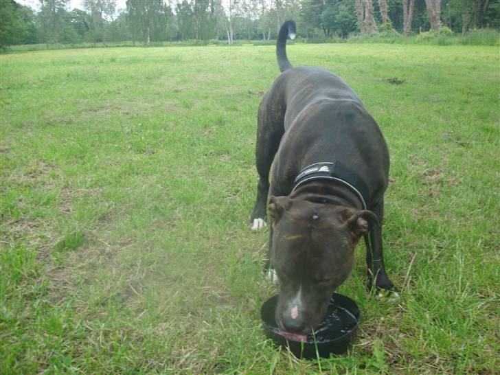 Amerikansk staffordshire terrier lui - på træningspladsen billede 6