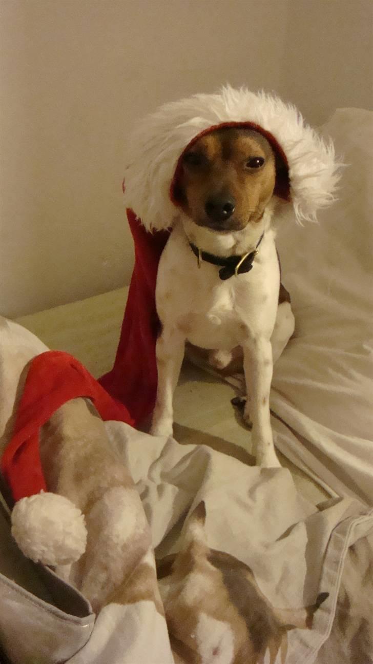 Dansk svensk gaardhund Lucky. RIP! (L) billede 17