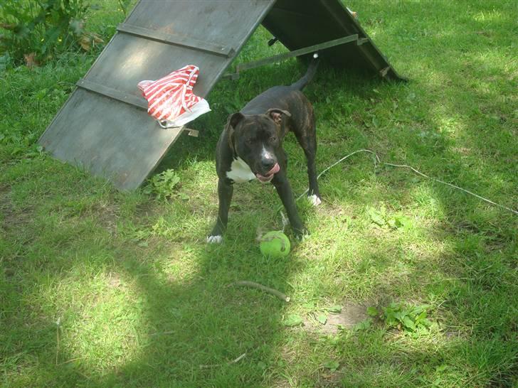 Amerikansk staffordshire terrier lui billede 7