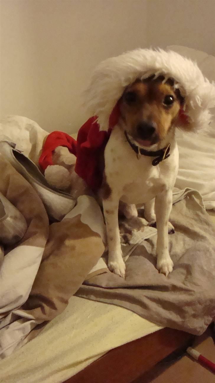 Dansk svensk gaardhund Lucky. RIP! (L) billede 18