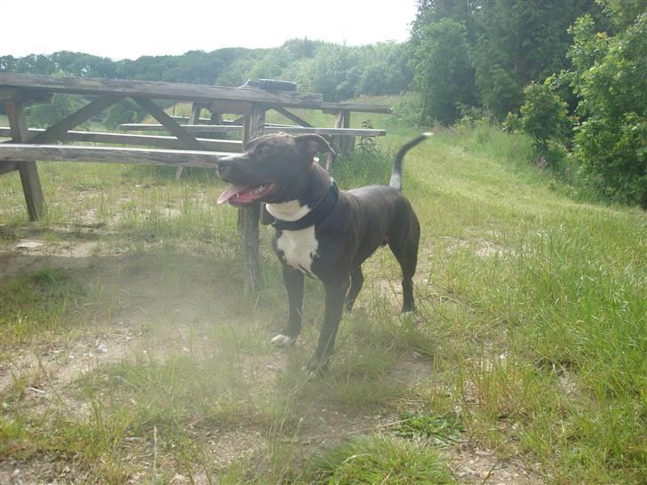 Amerikansk staffordshire terrier lui billede 8