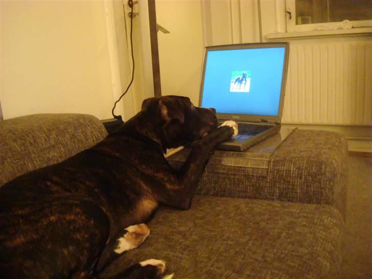 Amerikansk staffordshire terrier lui billede 9