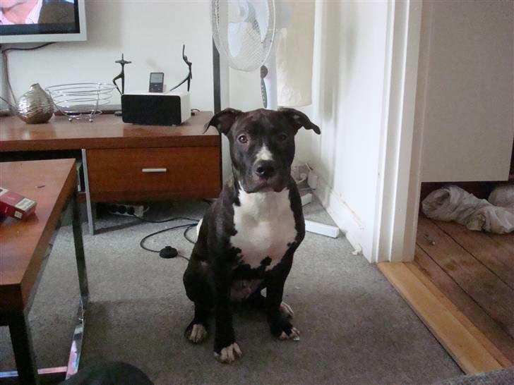 Amerikansk staffordshire terrier lui billede 10