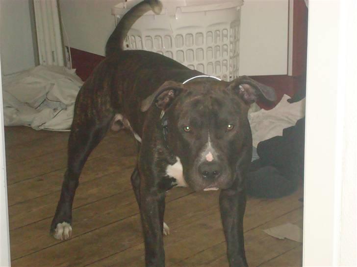 Amerikansk staffordshire terrier lui billede 11