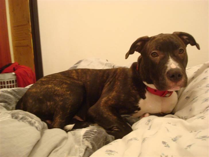 Amerikansk staffordshire terrier lui billede 12