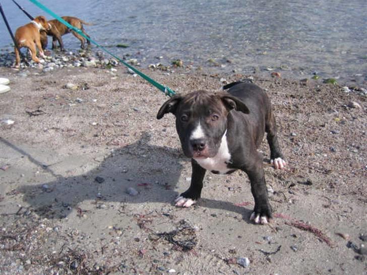 Amerikansk staffordshire terrier lui billede 13