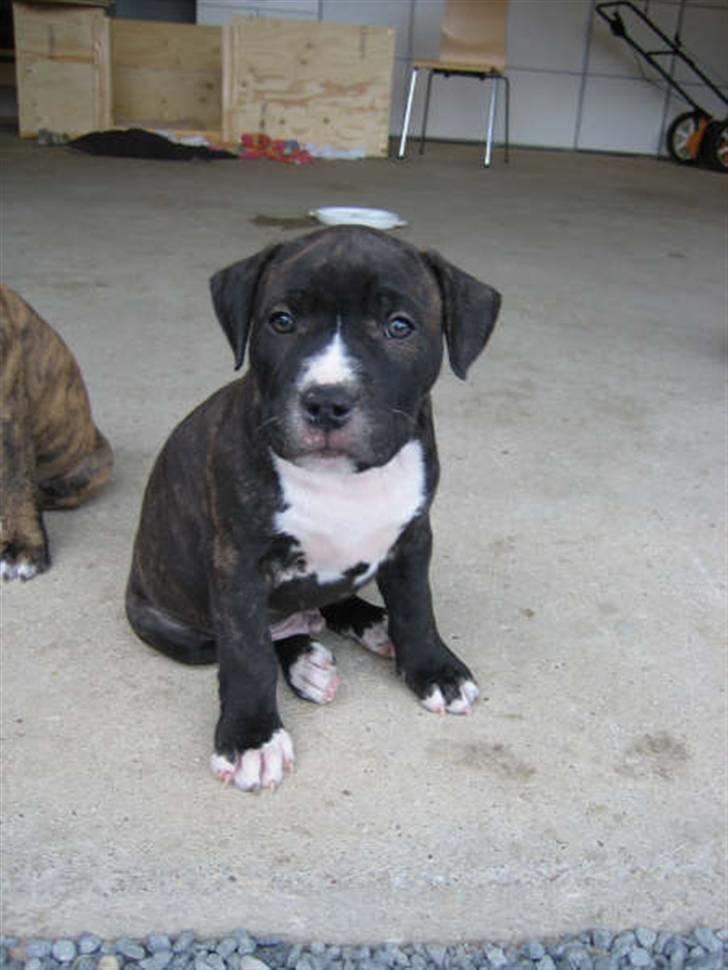Amerikansk staffordshire terrier lui billede 14