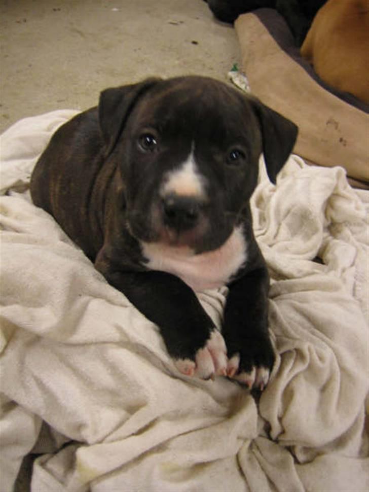 Amerikansk staffordshire terrier lui billede 15