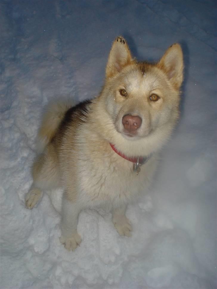 Grønlandshund Nivi - hvil i fred <3 - Nivi i sneen <3 billede 6