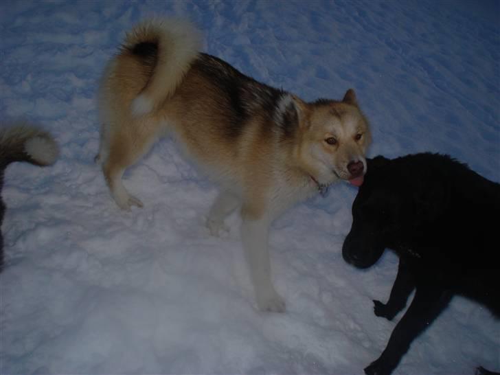 Grønlandshund Nivi - hvil i fred <3 - Nivi elsker King.. <3 billede 7