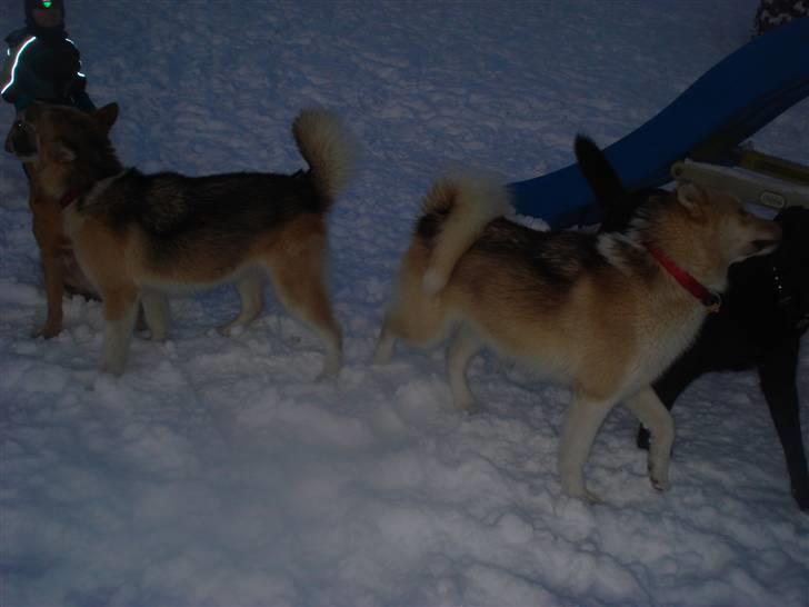 Grønlandshund Nivi - hvil i fred <3 - Fra venstre: Freja, Apa, Nivi og King <3 billede 8