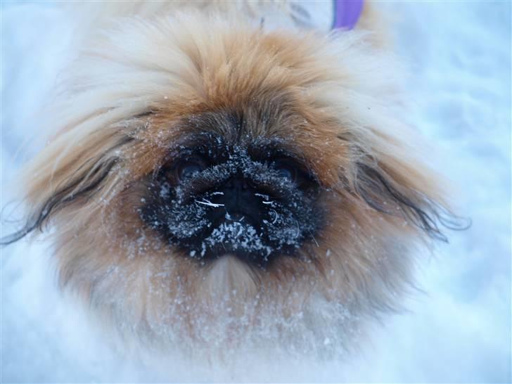 Pekingeser Chui Aka Pigehunden<3 hvil i fred <3 - chuii 1 år gammel  billede 3