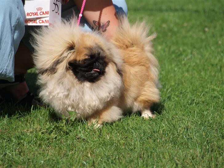 Pekingeser Chui Aka Pigehunden<3 hvil i fred <3 billede 4