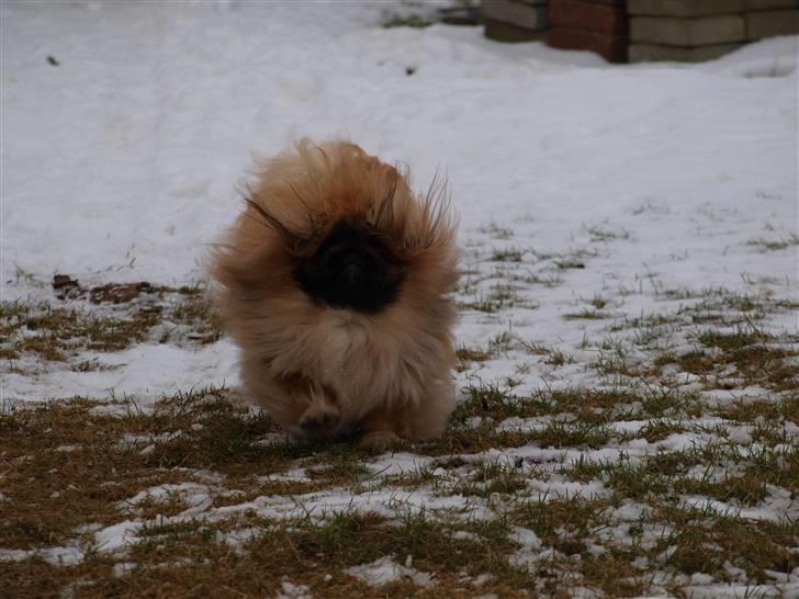 Pekingeser Chui Aka Pigehunden<3 hvil i fred <3 - Chuii 14 måneder billede 5
