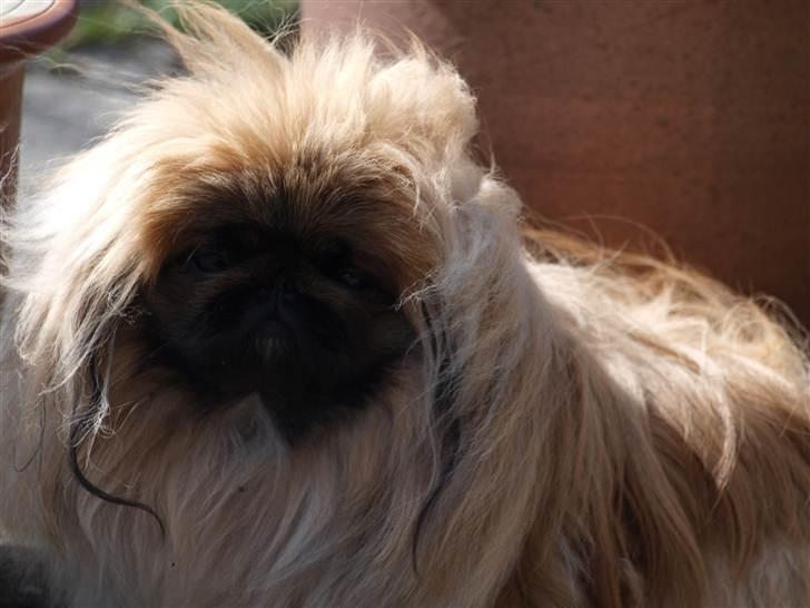 Pekingeser Chui Aka Pigehunden<3 hvil i fred <3 - Chui i forårs humør billede 6
