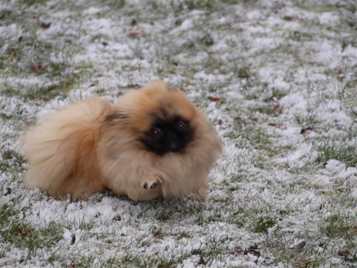 Pekingeser Chui Aka Pigehunden<3 hvil i fred <3 - Chuii er bare glad for sneen  billede 7