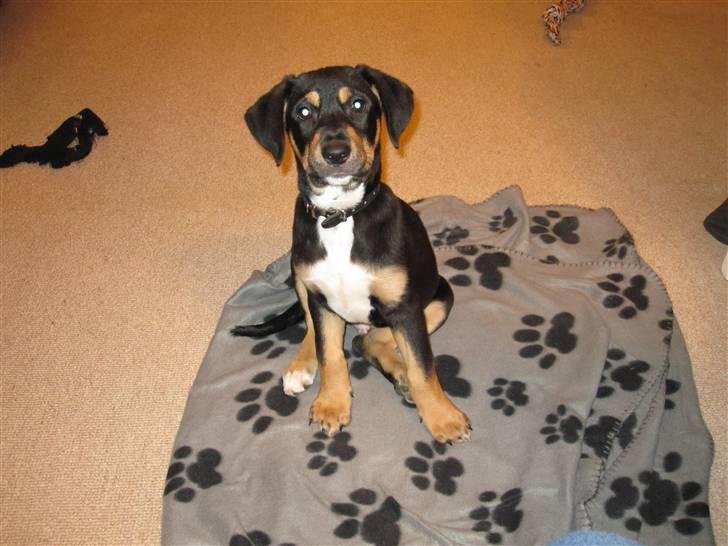 Blanding af racer Hector billede 3