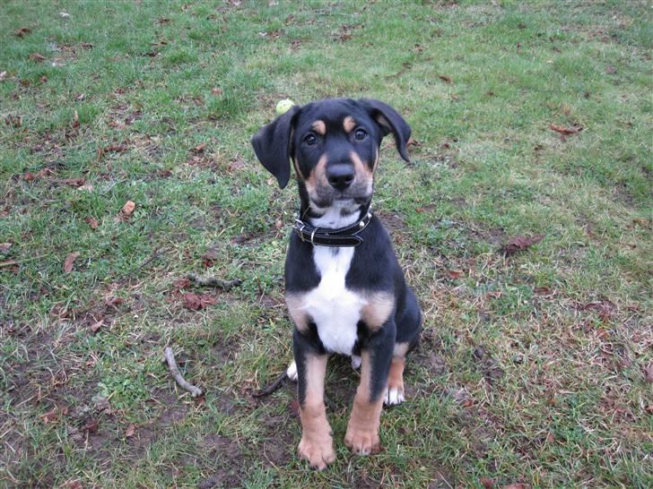 Blanding af racer Hector billede 4