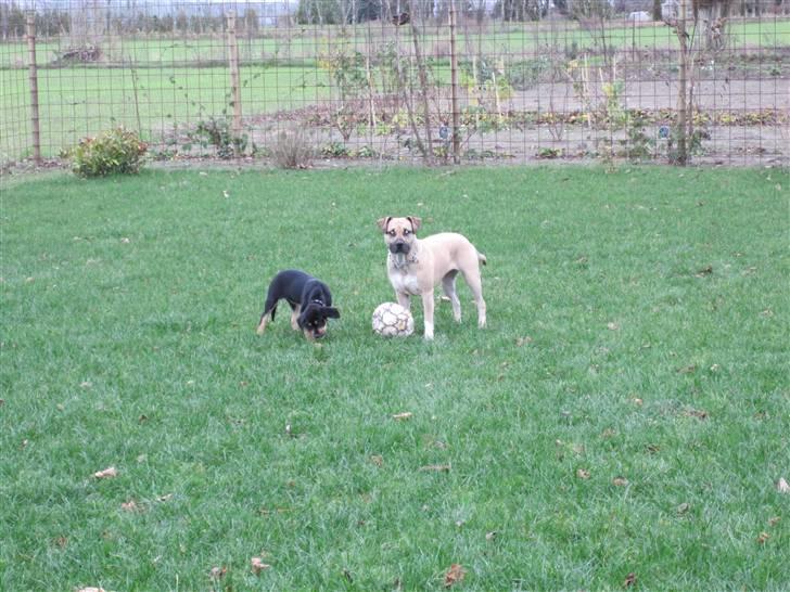 Blanding af racer Hector billede 5