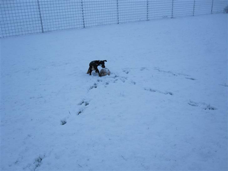 Blanding af racer Hector billede 6