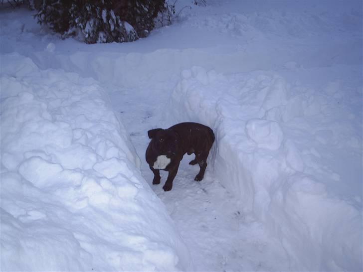 Fransk bulldog Rocky billede 14