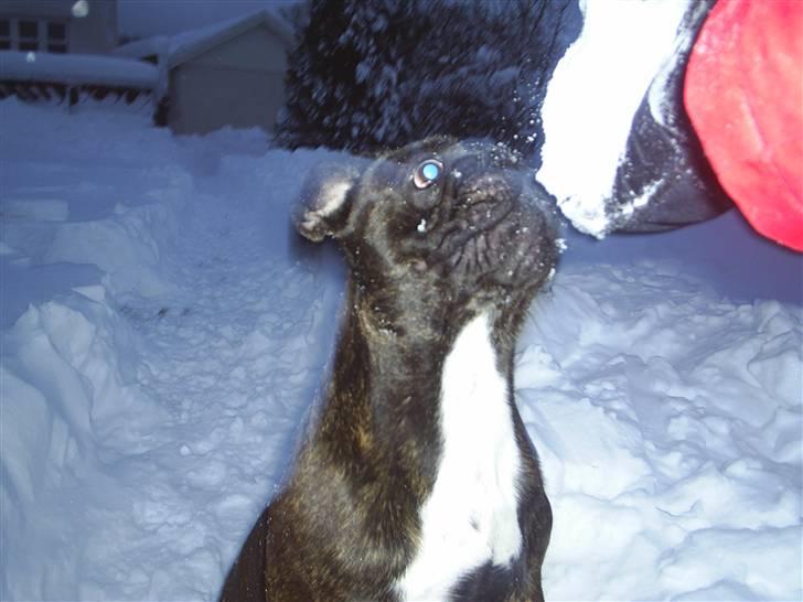 Fransk bulldog Rocky billede 15