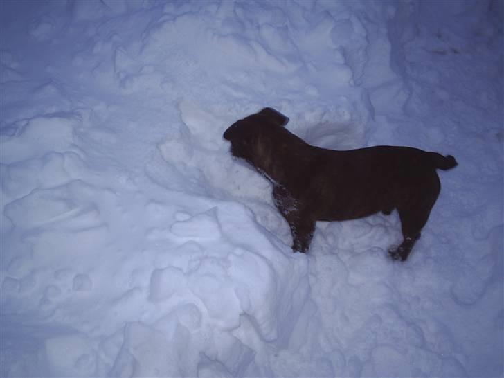 Fransk bulldog Rocky billede 16