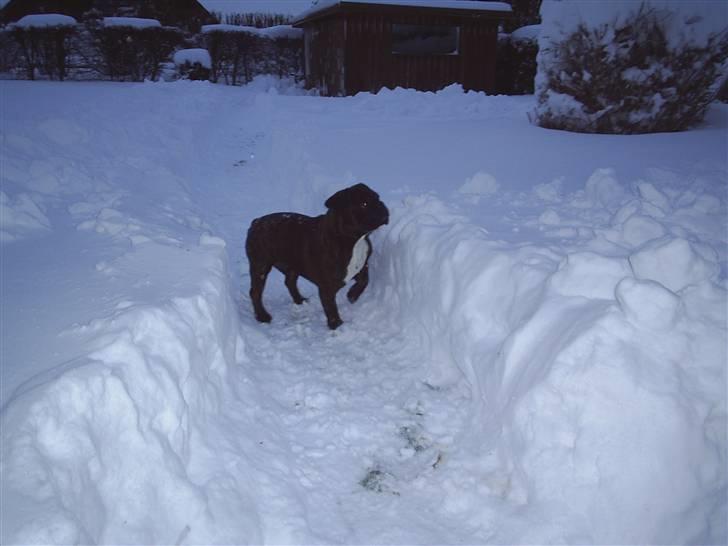 Fransk bulldog Rocky billede 17