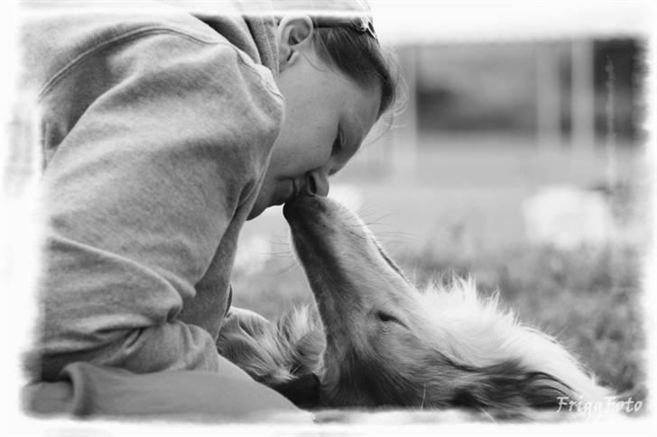 Collie langhåret Lassies American Fellow (Himmelhund) - Kys på min moar :-) billede 12