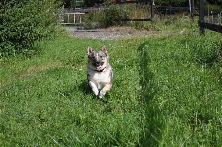 Västgötaspids Ronaldo - Ronaldo like a ninja ;) billede 20