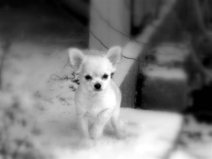 Chihuahua Fernando billede 1