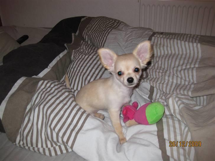 Chihuahua Fernando - Første gang i snevejr billede 2