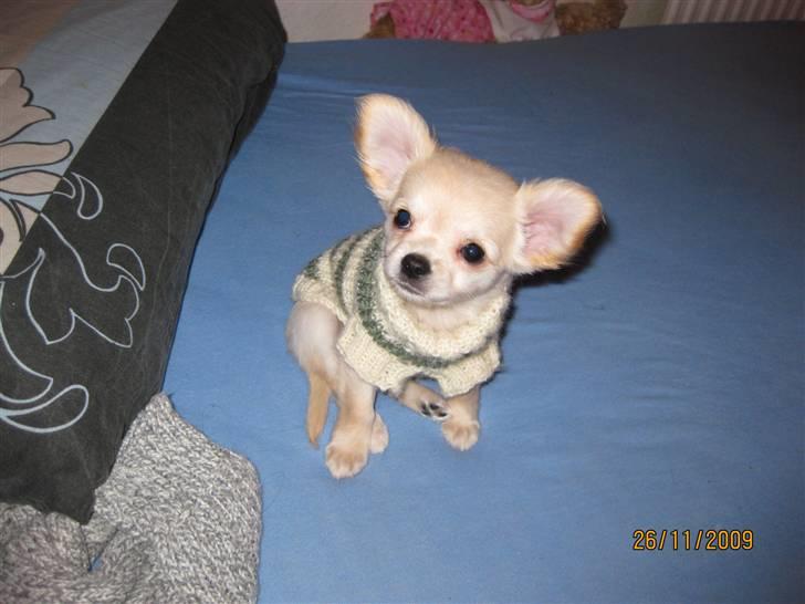 Chihuahua Fernando billede 3