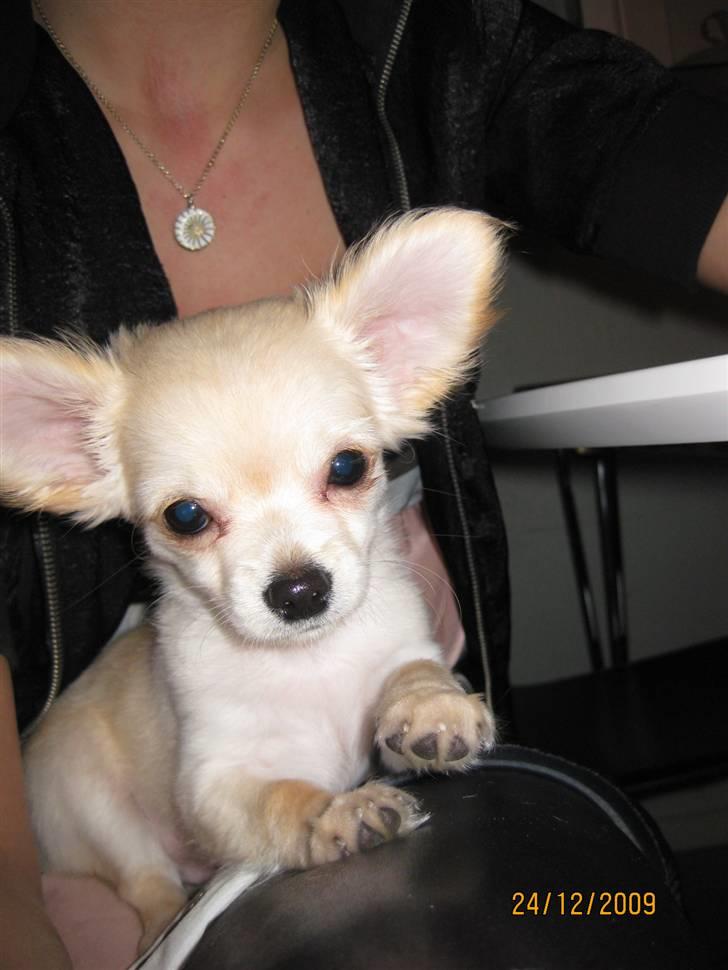 Chihuahua Fernando billede 4