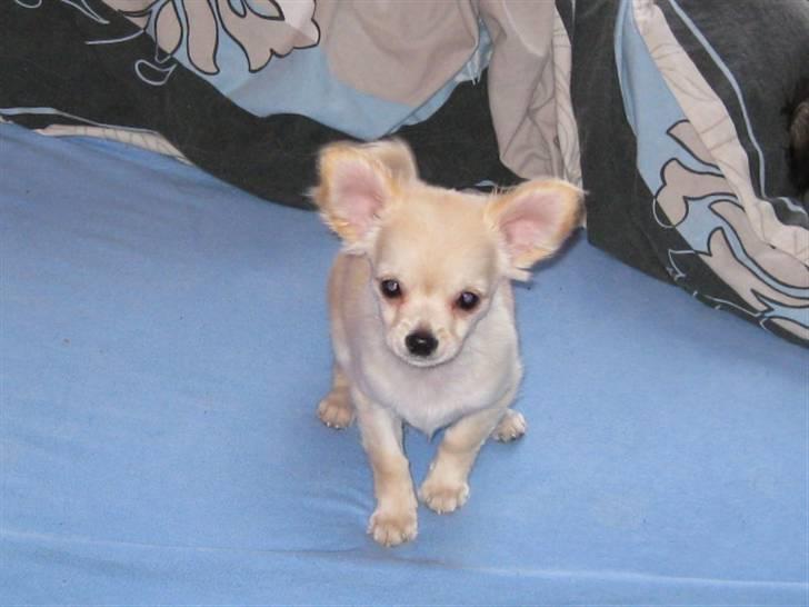 Chihuahua Fernando billede 5