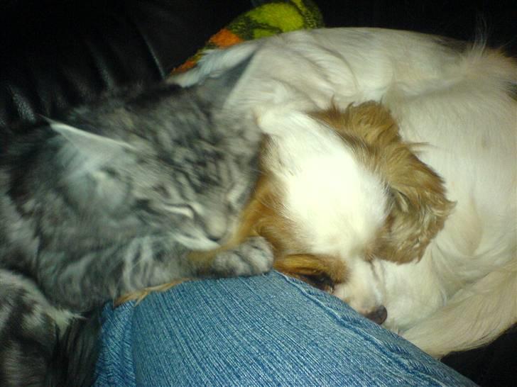 Cavalier king charles spaniel Fluffy - fluffy med hendes nye ven bamse... billede 16