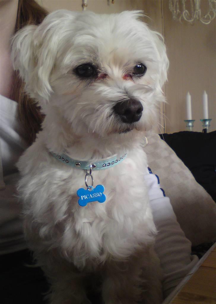 Malteser Picasso - Velkommen til Picasso´s profil ;D billede 1