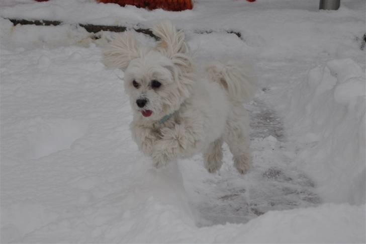 Malteser Picasso billede 2