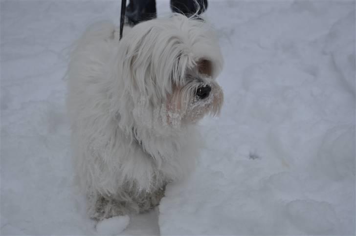 Malteser Picasso billede 3