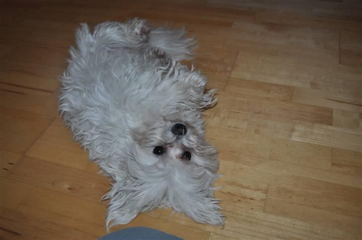 Malteser Picasso billede 4