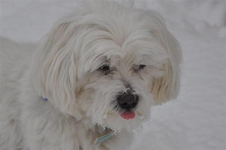 Malteser Picasso billede 5