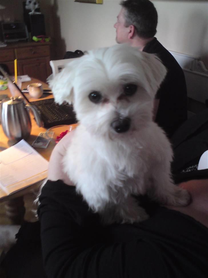 Malteser Picasso - NU som nyklippet :D Frisk & Fræk - Med ekstremt lækkert hår! :D billede 6