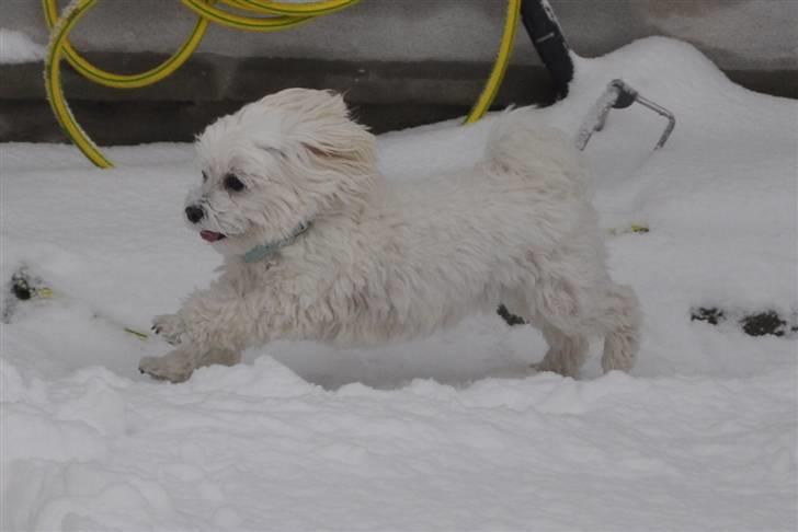 Malteser Picasso billede 7