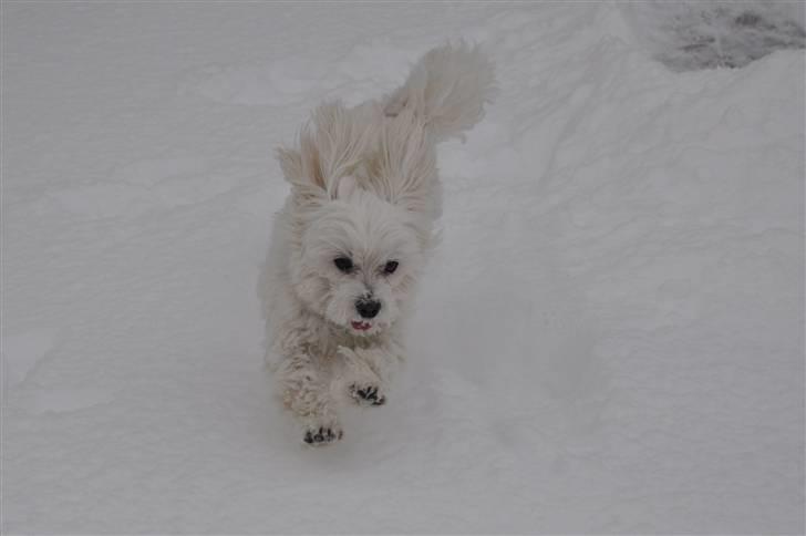 Malteser Picasso - (L) billede 8