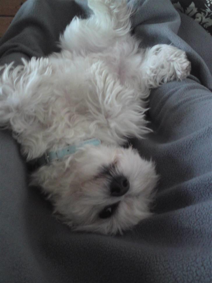 Malteser Picasso - Hygge på køkkensofaen :D billede 9