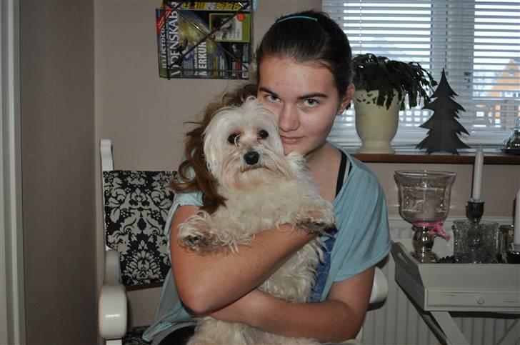 Malteser Picasso billede 10