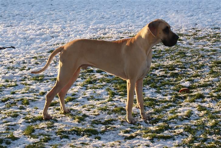 Grand danois Maxidan´s Make my day billede 12