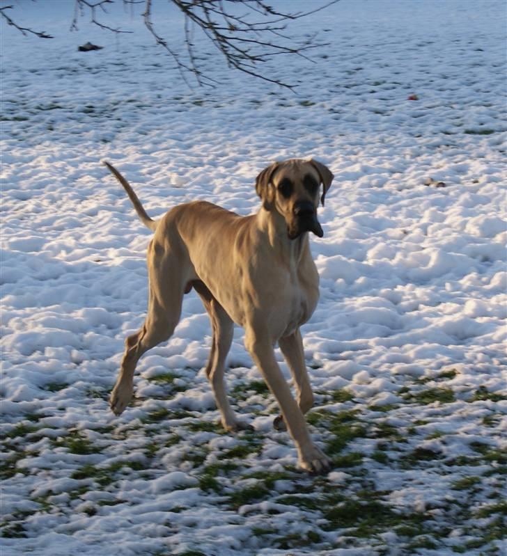 Grand danois Maxidan´s Make my day billede 13