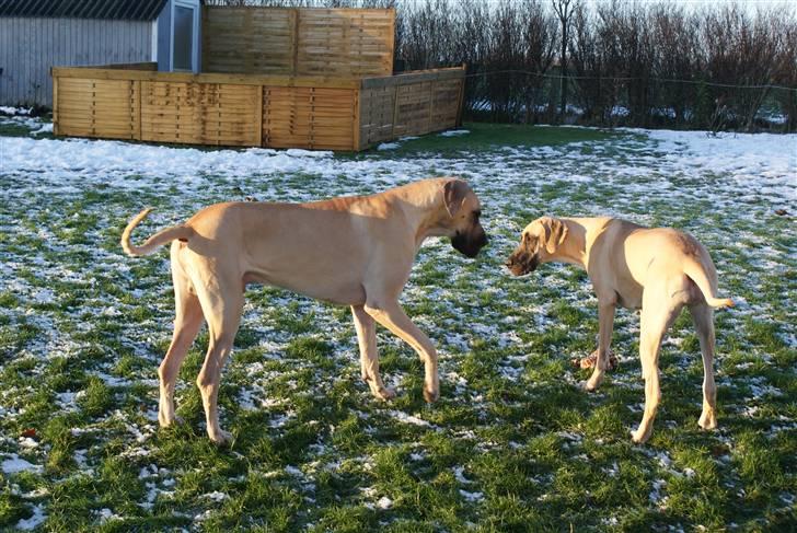 Grand danois Maxidan´s Make my day billede 14