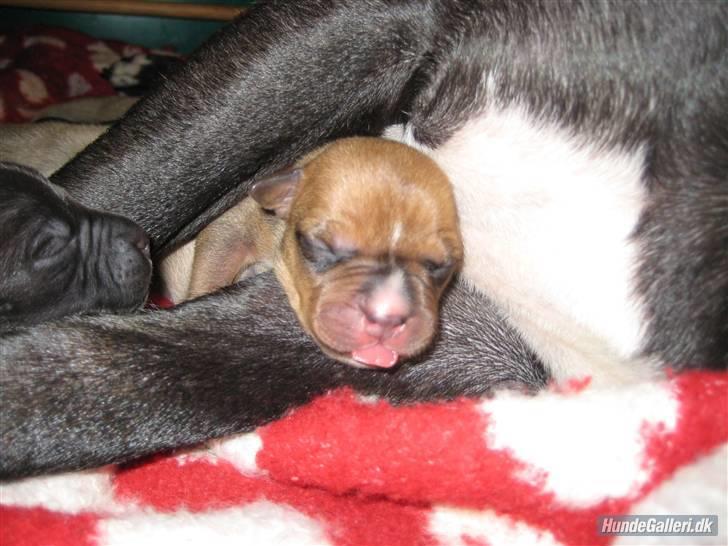 Amerikansk staffordshire terrier Candlelight - Igen Candellight billede 2